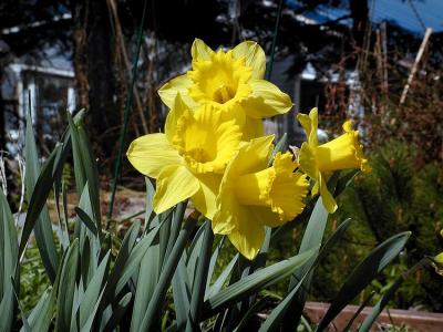 Daffodil