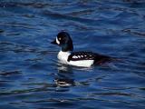 Barrows Goldeneye