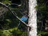 Stellers Jay #1