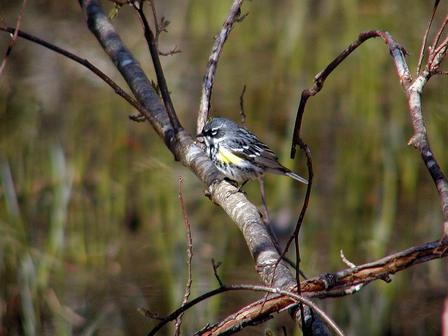 Myrtle Warbler #2