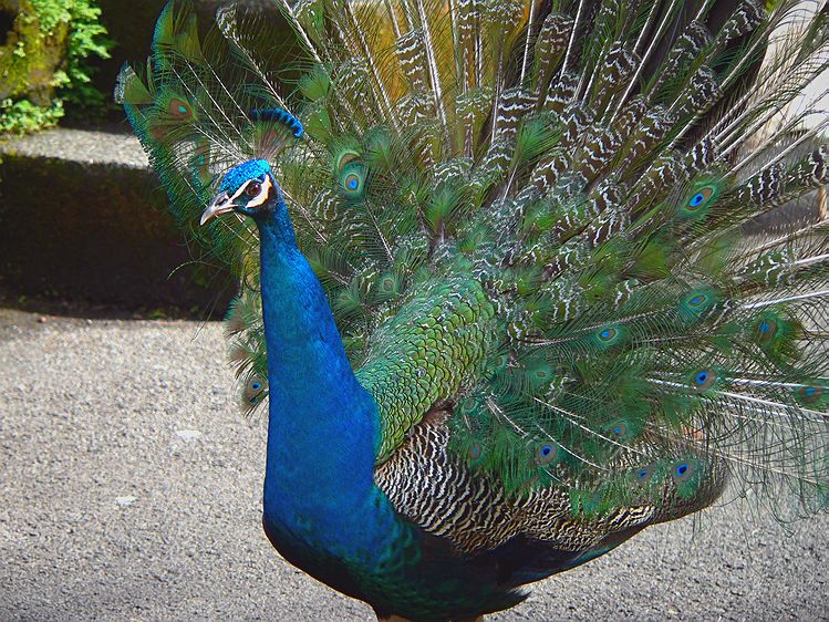 Pea Fowl #2