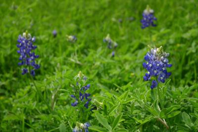 Bluebonnets Near Round Top, TX
