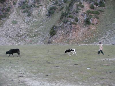 The Man with a Mission - Akhlaq Sahab running the cows away Early in the Morning