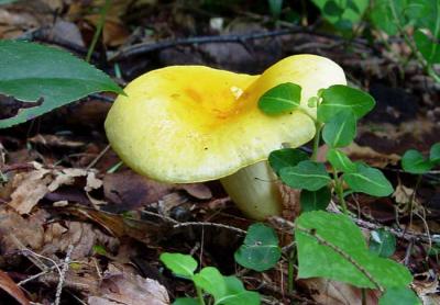 Russula sp. 1