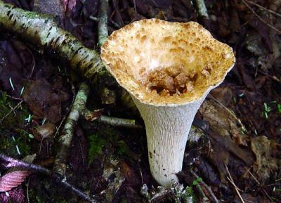 Scaly Vase Chanterelle