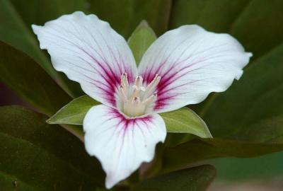 Painted Trillium 2