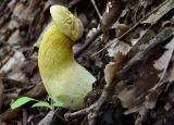 Ornate-stalked Bolete 1