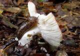 Slug eating a Shroom