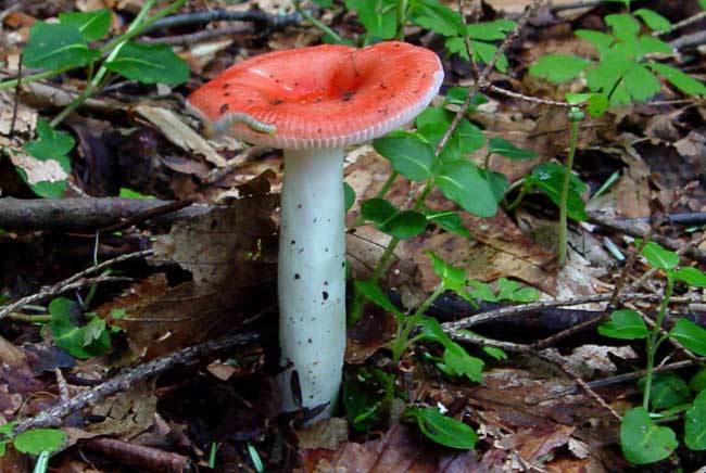 Russula sp. 2
