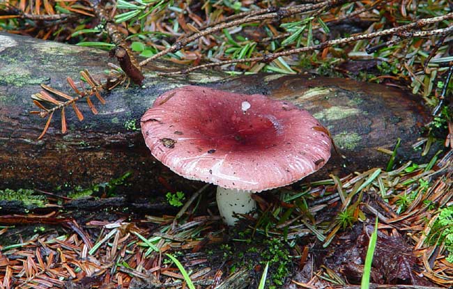 Russula sp. 5