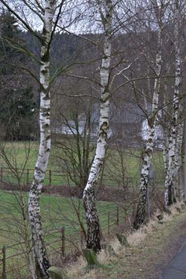 CRW_1772.jpg