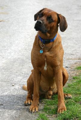 Baxter