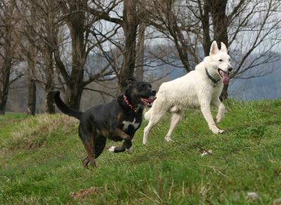 Lisa und Allegro