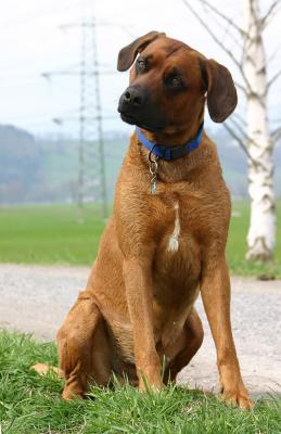 Baxter