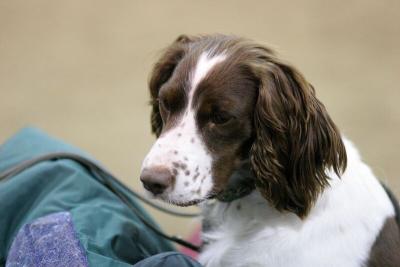 img_1940_std.jpg