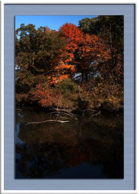 Orange Reflection