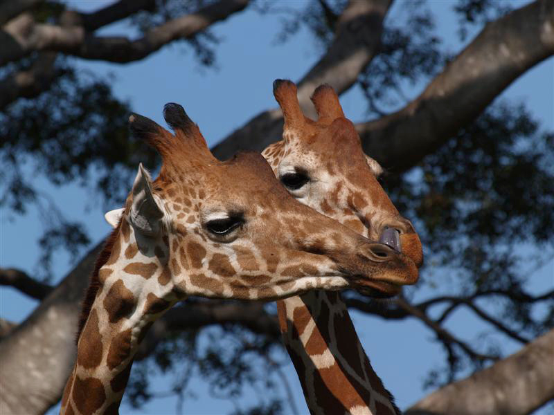Giraffes