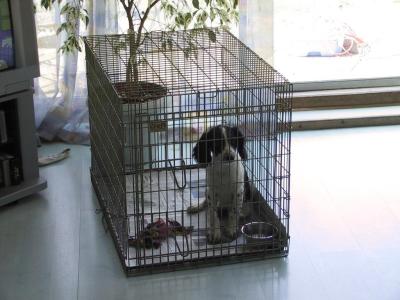 Beema in Cage