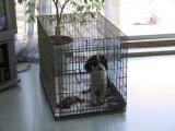 Beema in Cage