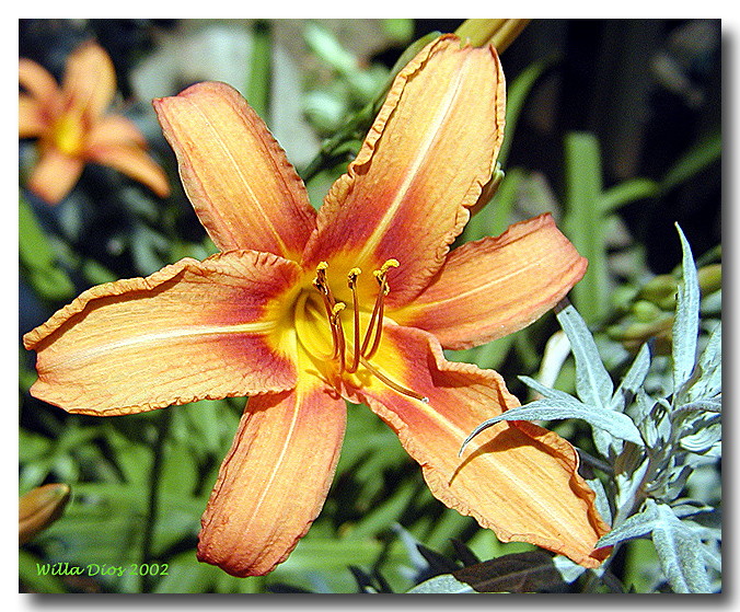 Day Lily