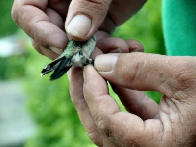 hummer banded