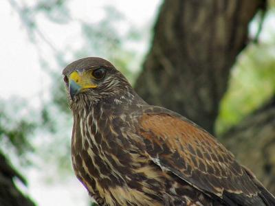 harris' hawk