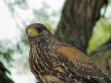 harris hawk