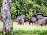 peccary and young