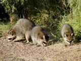 raccoons eating birdseed