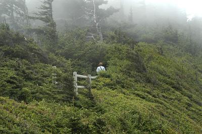 Foggy Trail