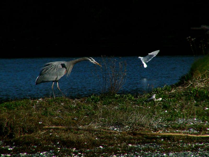 Stalking heron.jpg