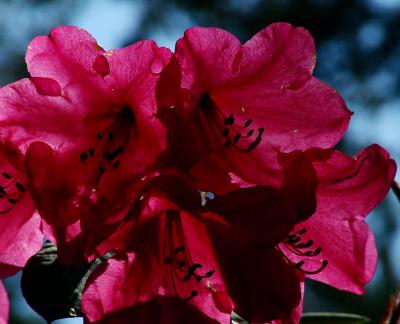 Rhodo flowers.jpg