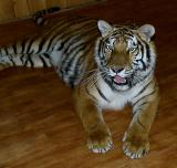 Siberian Tiger 1.jpg