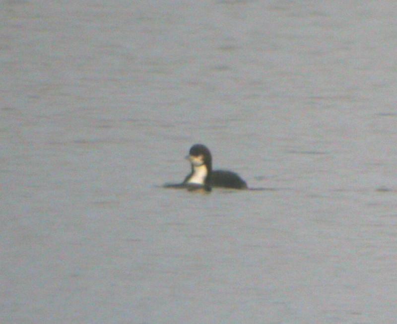 Pacific Loon Christmas day 2004.jpg