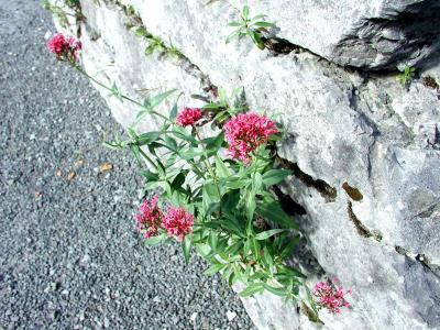 u10/wrcphoto/medium/21999428.Valerian.jpg