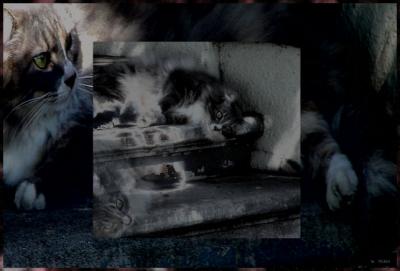 cat space
