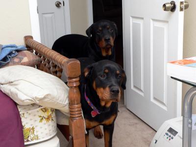 The Rottweilers - Jada (fore) and Knuckles (aft)