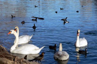 Swan At Town Lake, Austin TX