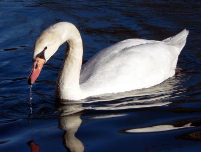 Swan At Town Lake, Austin TX