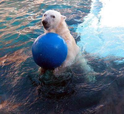 Polar bear - Taken at Seaworld, San Diego, 2002