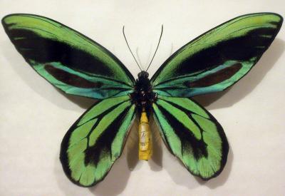 Butterfly - LA Museum of Natural History - CP5k