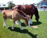 Moma Clydesdale with young male offspring