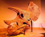 Dinosaur skeleton head - LA Museum of Natural History - CP5k