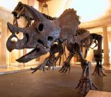 Dinosaur - LA Museum of Natural History - CP5k