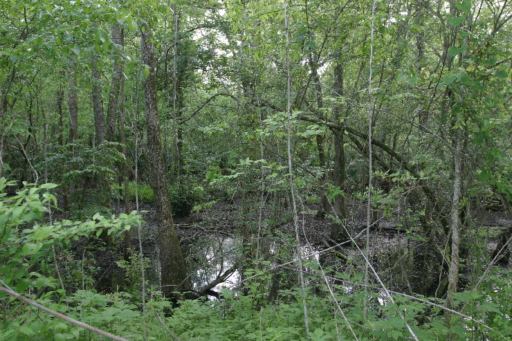 Cajun swampland.JPG