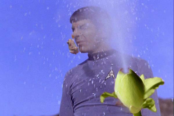 Paradise Flower.jpg
