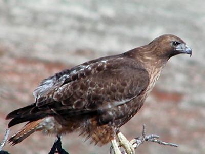 smallredtail.jpg