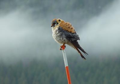 kestrel.jpg