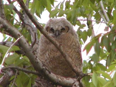 owlchick.JPG