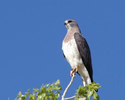 Swainson's hawk.jpg